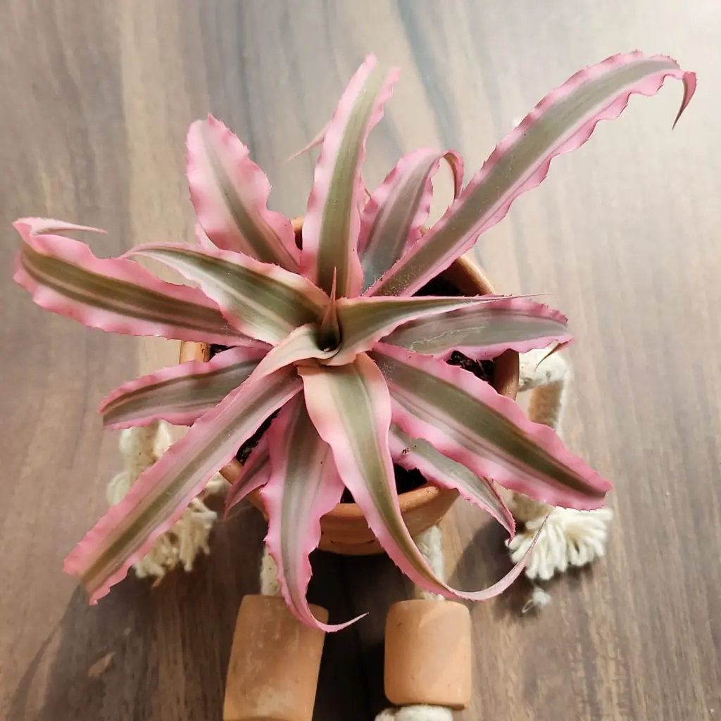 Cryptanthus Pink Star.webp