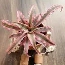 Cryptanthus Pink Star.webp