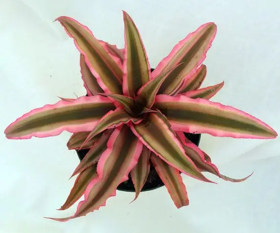 Cryptanthus Pink Star-top.webp