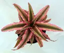 Cryptanthus Pink Star-top.webp