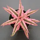 Cryptanthus Pink Star.webp