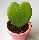Heart Hoya-second.webp