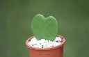 Heart-Hoya-side.webp