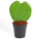 Heart Hoya main.webp
