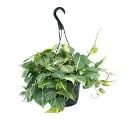 BrasilHeartLeaf_Philodendroncordatum-8inchhangingbasket.webp
