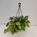 Philodendron Brasil in hanging pot.webp
