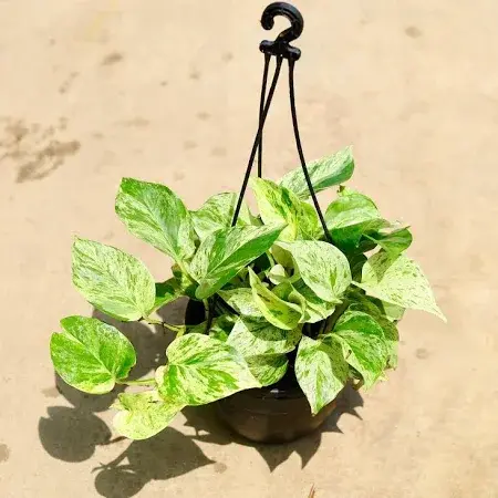 Marbel money plant hanging pot.webp
