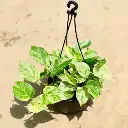 Marbel money plant hanging pot.webp