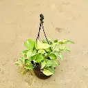 Marbel money plant main.webp
