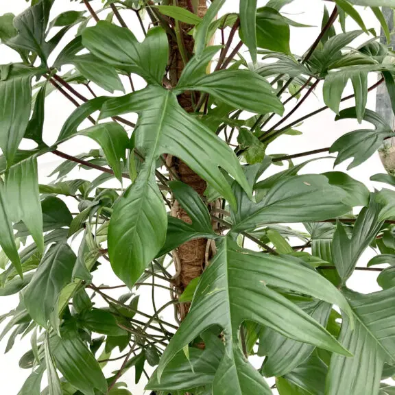 Philondendron Florida Ghost plant mid view.webp