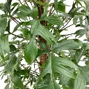 Philondendron Florida Ghost plant mid view.webp