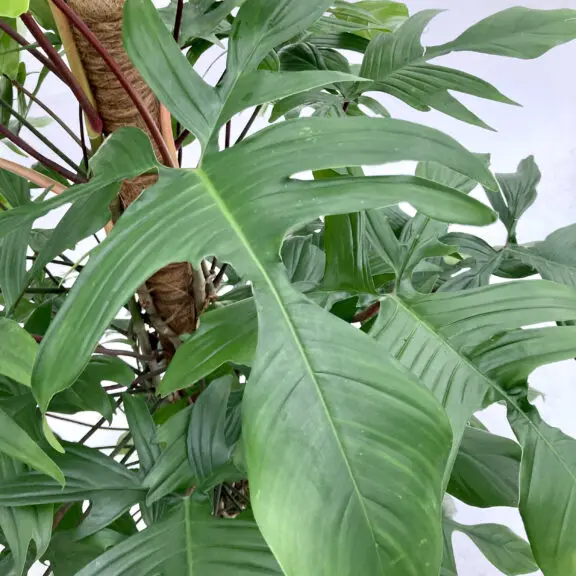 Philondendron Florida Ghost plant side view.webp