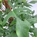Philondendron Florida Ghost plant side view.webp