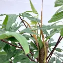 Philondendron Florida Ghost plant top view.webp