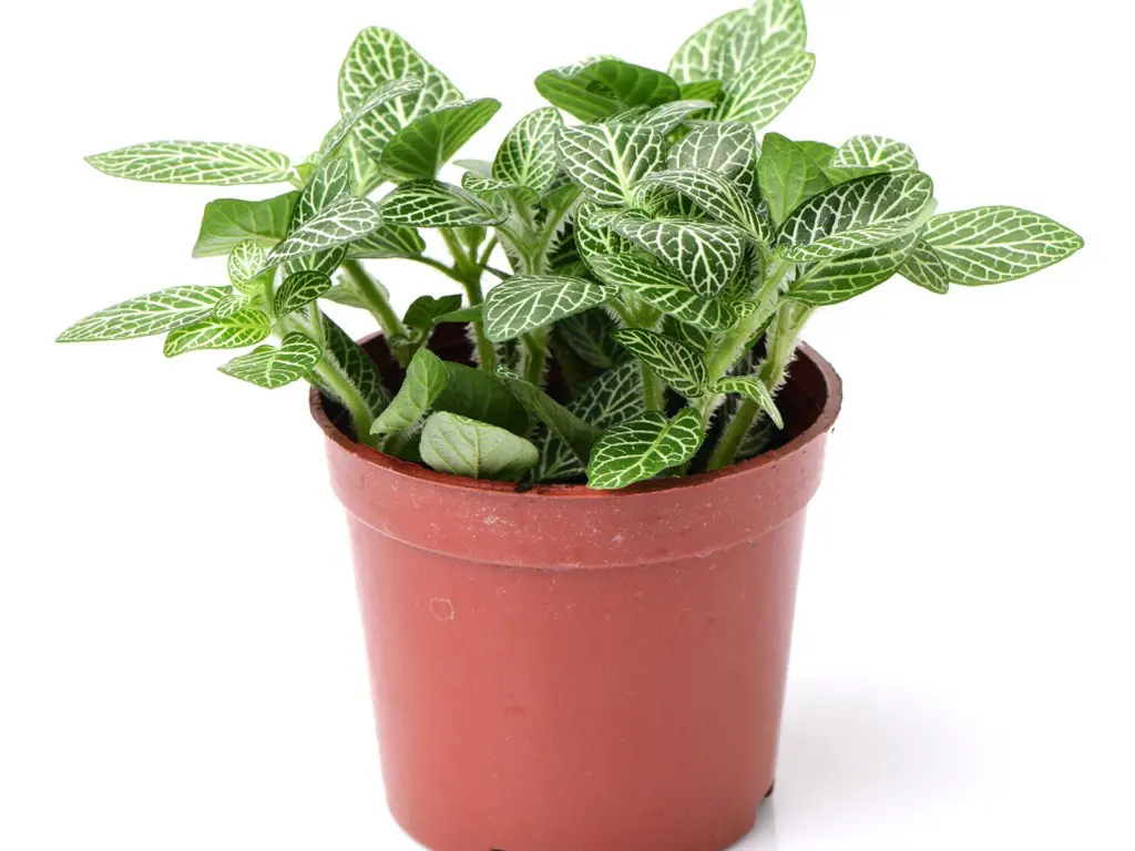Fittonia Green Plant (Nerve Plant) top 2.webp