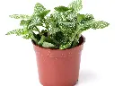 Fittonia Green Plant (Nerve Plant) top 2.webp