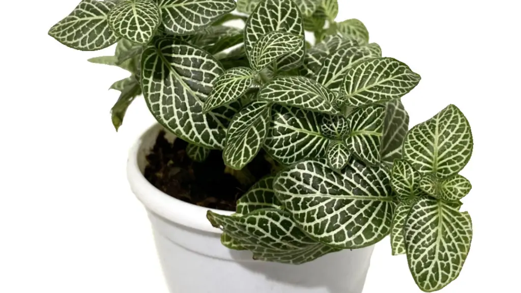 Fittonia Green Plant (Nerve Plant) side.webp