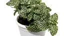 Fittonia Green Plant (Nerve Plant) side.webp