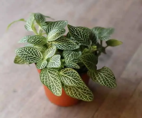 Fittonia Green Plant (Nerve Plant) top.webp