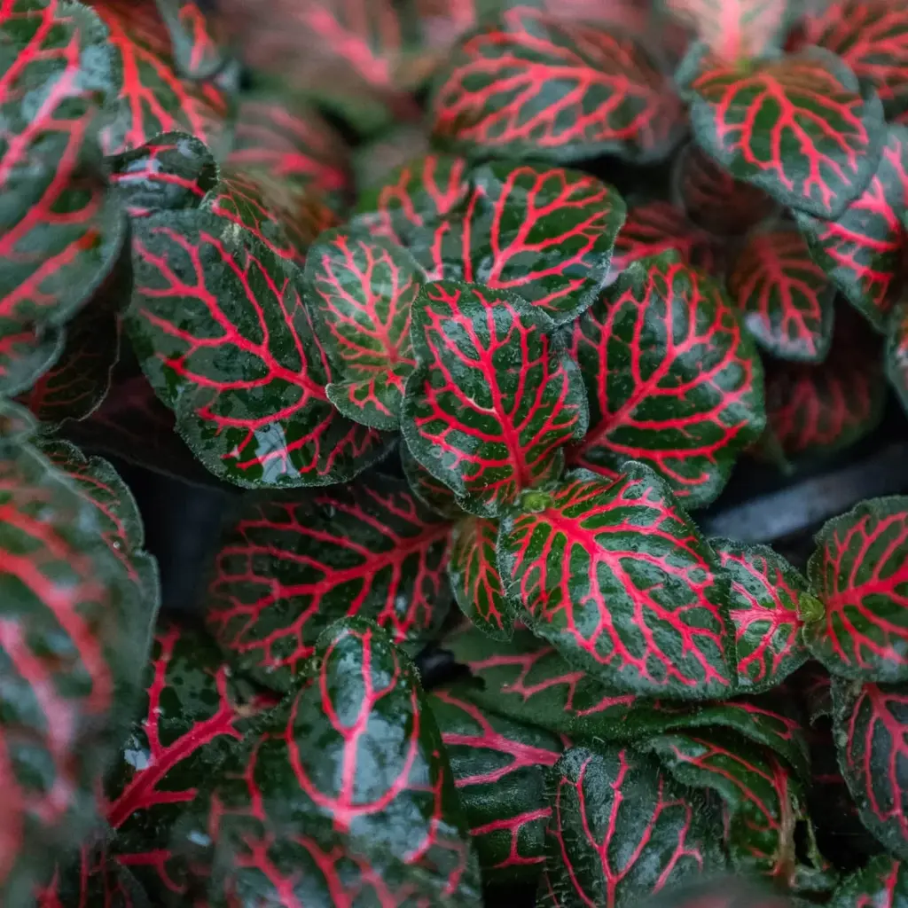 Fittonia Red Plant (Nerve Plant) close up.webp