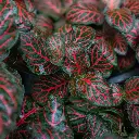 Fittonia Red Plant (Nerve Plant) close up.webp