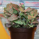 Fittonia Red Plant (Nerve Plant) side.webp
