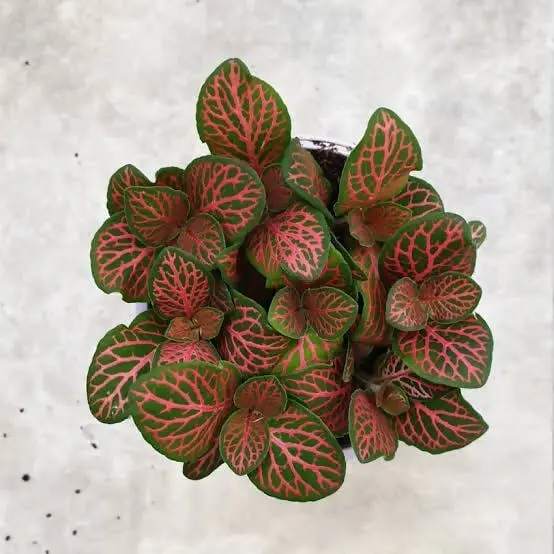 Fittonia Red Plant (Nerve Plant) Top.webp