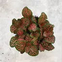 Fittonia Red Plant (Nerve Plant) Top.webp