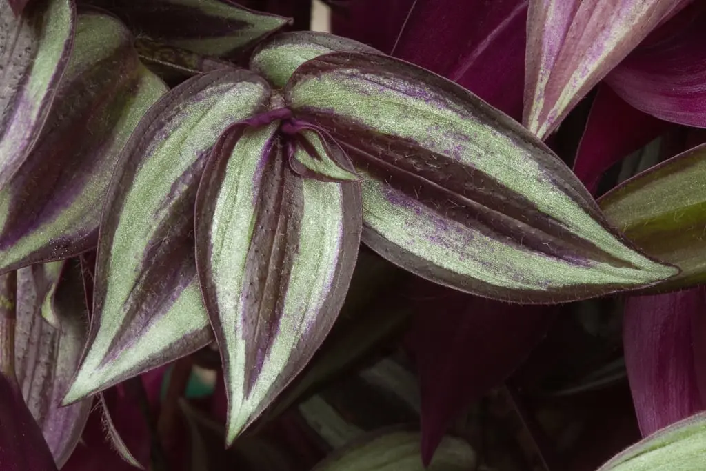 Wandering Jew With Hanging Pot close up.webp