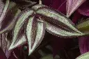 Wandering Jew With Hanging Pot close up.webp