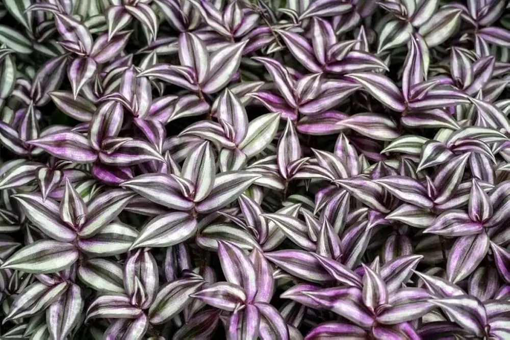 Wandering Jew With Hanging Pot close up 2.webp