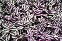 Wandering Jew With Hanging Pot close up 2.webp