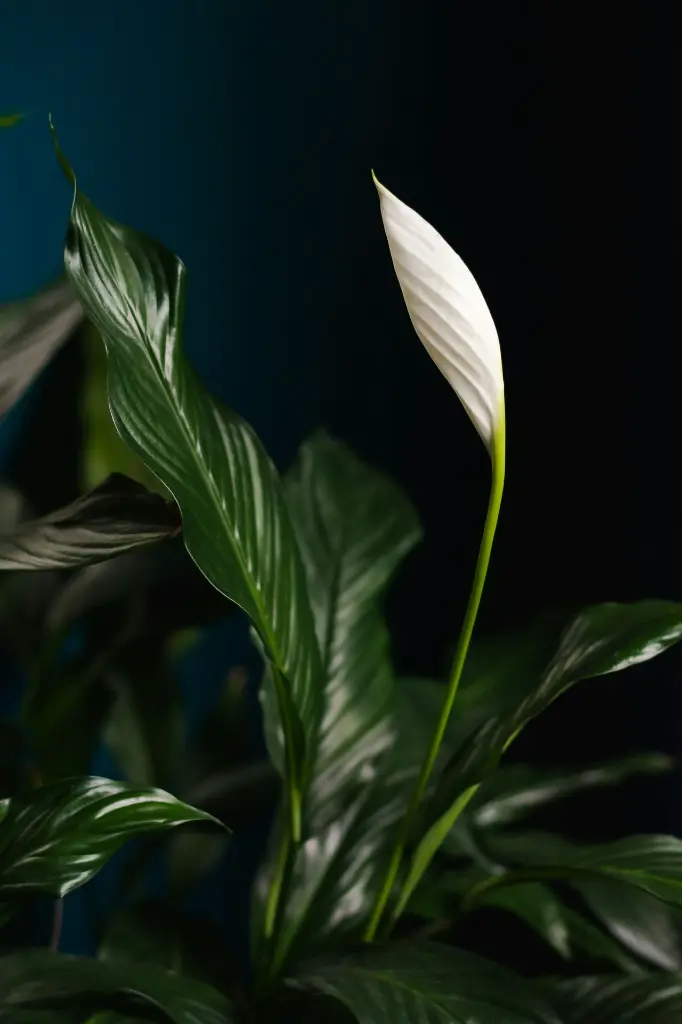 unsplash_enNTqllJQE8_peace lilly.webp