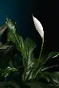 unsplash_enNTqllJQE8_peace lilly.webp