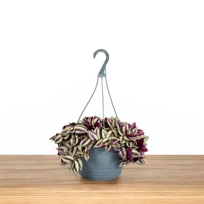 Wandering Jew With Hanging Pot.webp