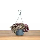 Wandering Jew With Hanging Pot.webp