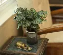Calathea Makoyana | Calathea Peacock  decor.webp