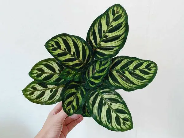 Calathea -makoyana-peacock.webp