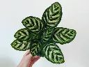 Calathea -makoyana-peacock.webp
