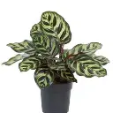 Calathea Makoyana | Calathea Peacock grow pot.webp