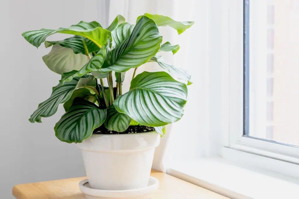 calathea-orbifolia.webp