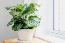 calathea-orbifolia.webp