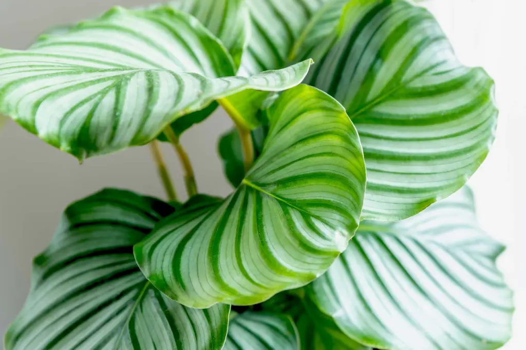 calathea-orbifolia - side.webp