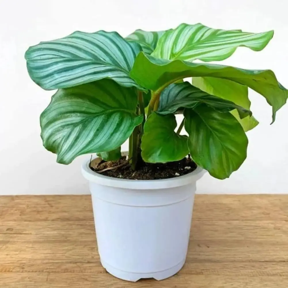 calathea-orbifolia grow pot.webp