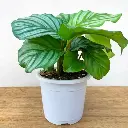 calathea-orbifolia grow pot.webp