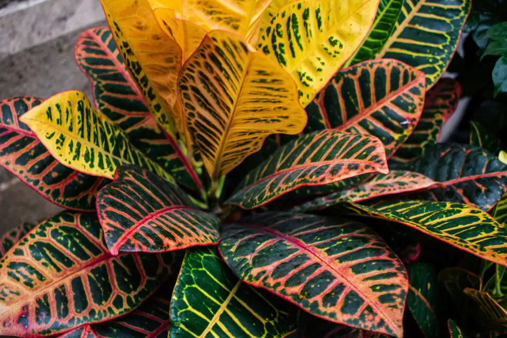 Croton Petra side.webp