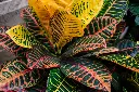 Croton Petra side.webp
