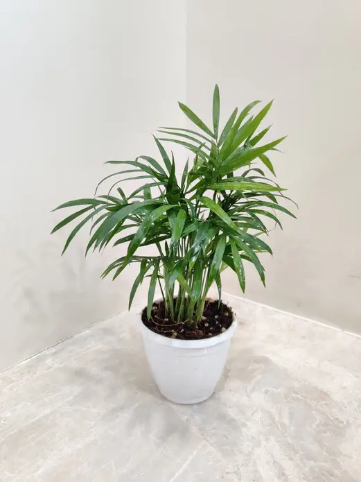 Bamboo_Palm_Plant main.webp