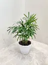 Bamboo_Palm_Plant main.webp