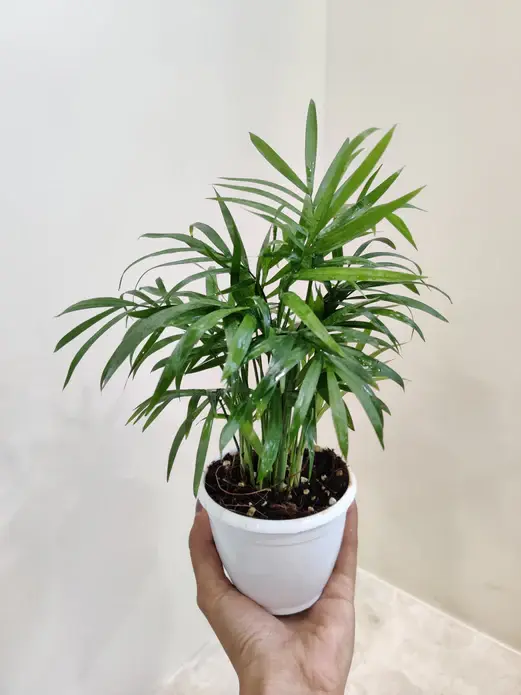 Bamboo_Palm_Plant close up.webp